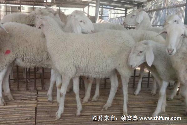 小尾寒羊价格多少钱一斤?