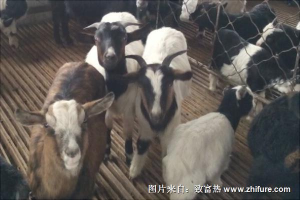 乌骨羊养殖技术