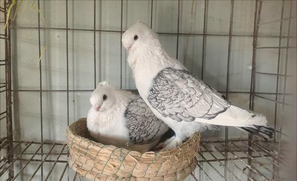 观赏鸽子价格多少钱一只？