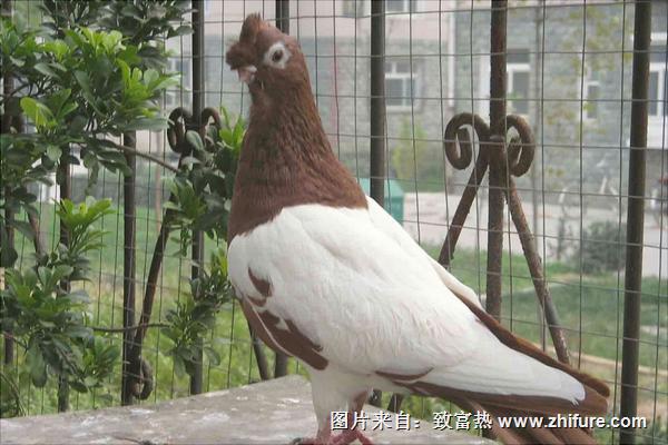 观赏鸽子价格多少钱一只?