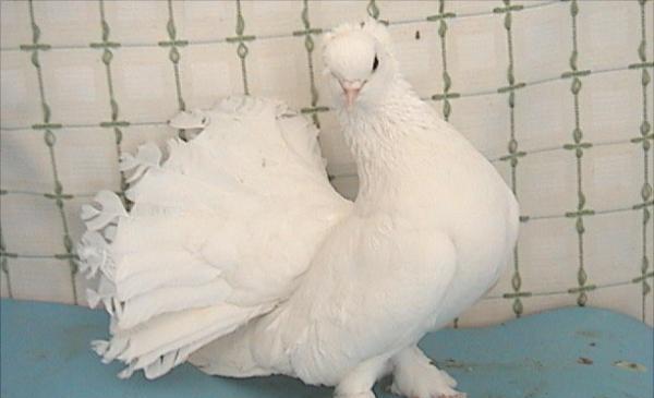 观赏鸽子价格多少钱一只？