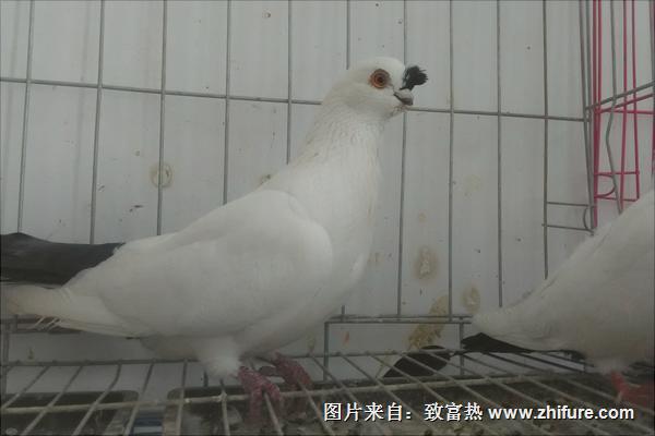 观赏鸽子价格多少钱一只?