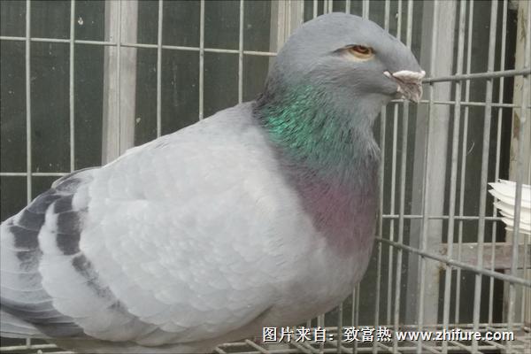 观赏鸽子价格多少钱一只?