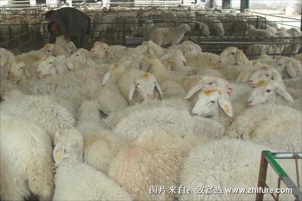 小尾寒羊多少钱一只?