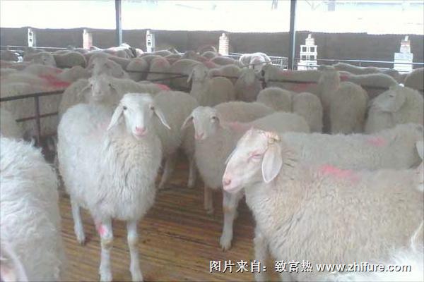 小尾寒羊多少钱一只?