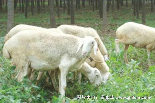 小尾寒羊多少钱一只?