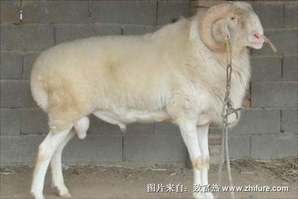 小尾寒羊多少钱一只?