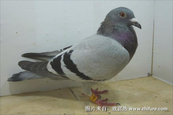 鸽子怎么分公母?