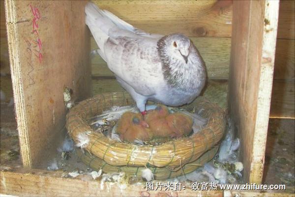 鸽子吃什么食物?