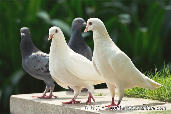 鸽子为什么会送信?