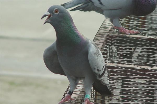 鸽子为什么会送信?