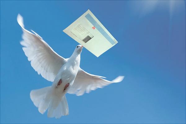 鸽子为什么会送信?