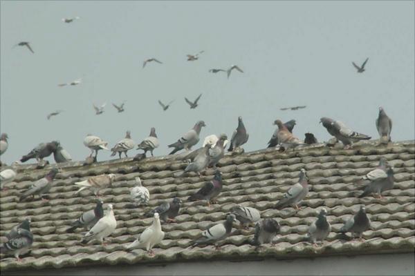 鸽子为什么会送信?