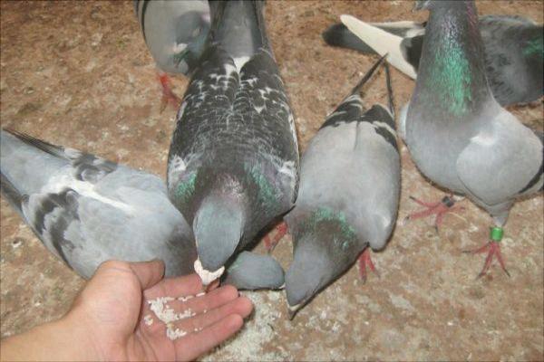 鸽子为什么会送信?