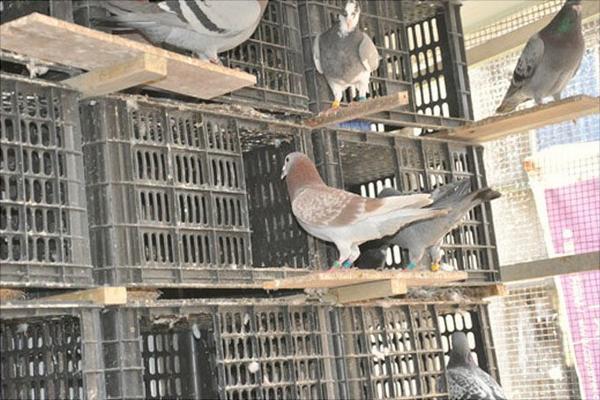 鸽子为什么会送信?