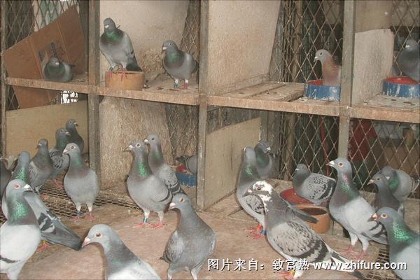 鸽子一年繁殖几窝?