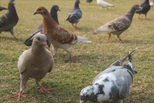 鸽子为什么会送信?