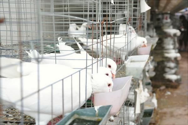 鸽子为什么会送信?