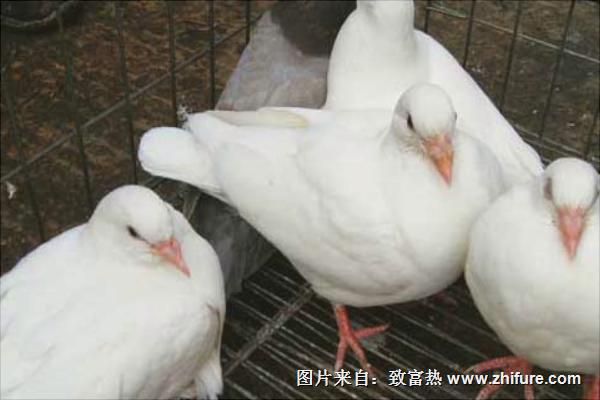 怎样养鸽子才不会飞走？