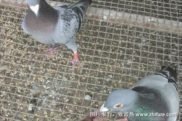 怎样养鸽子才不会飞走？