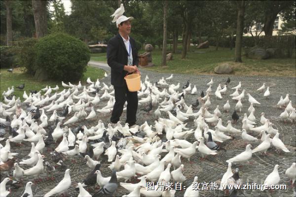 怎样养鸽子才不会飞走？