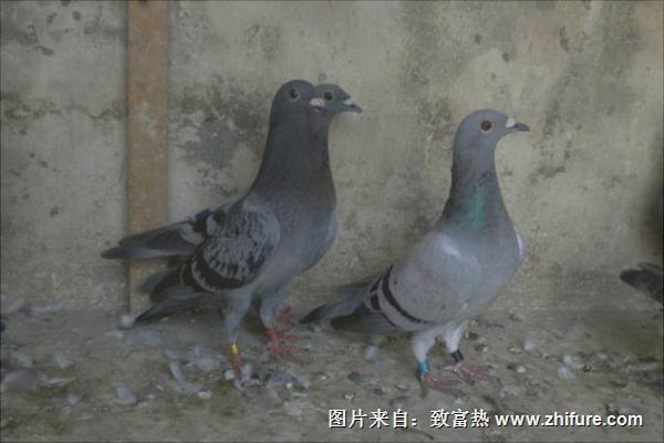 怎样养鸽子才不会飞走？