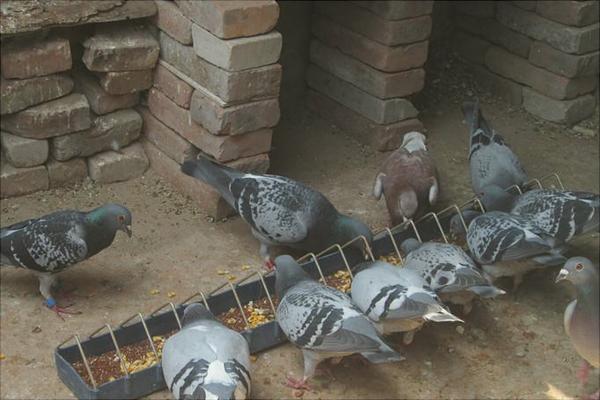 鸽子为什么会送信?