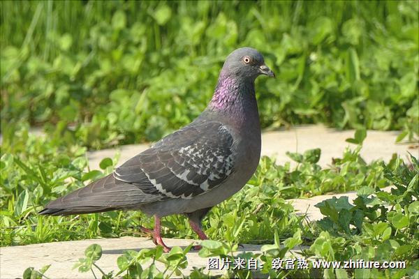 鸽子球虫病用什么药?