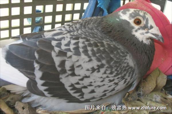 鸽子球虫病用什么药?