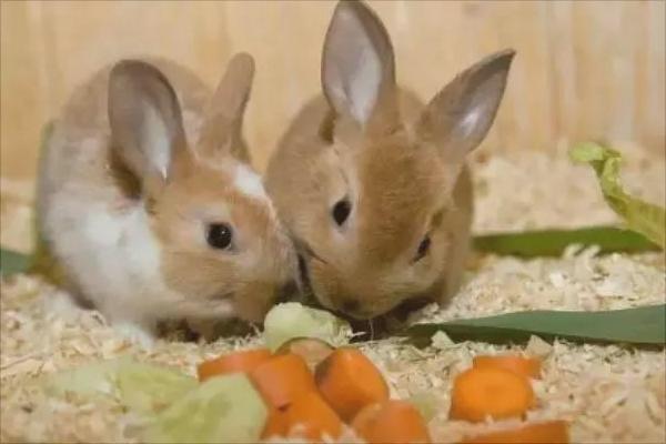 兔子怎么养?