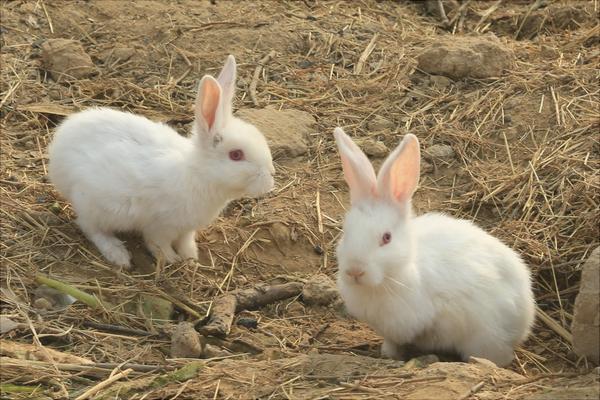 兔子怎么养?