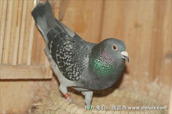 老鸽子和嫩鸽子的区别有哪些?