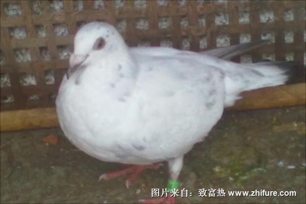 老鸽子和嫩鸽子的区别有哪些?