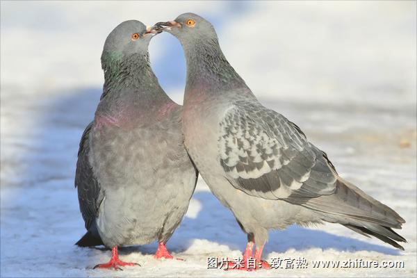 老鸽子和嫩鸽子的区别有哪些?