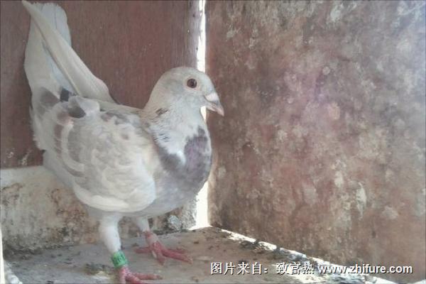 老鸽子和嫩鸽子的区别有哪些?