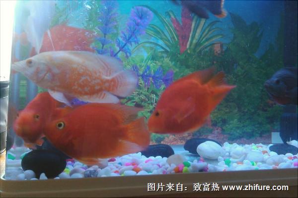 家里养鱼养几条好?