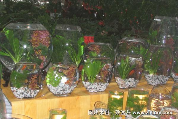 家里养鱼养几条好?