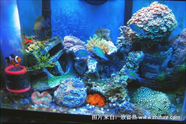 家里养鱼养几条好?