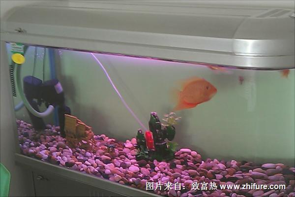 家里养鱼养几条好?