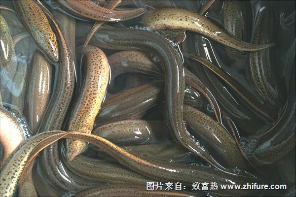 山黄鳝是什么?山黄鳝与黄鳝的区别