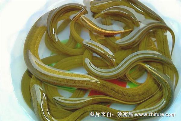 山黄鳝是什么?山黄鳝与黄鳝的区别