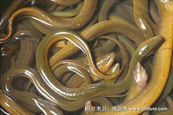 山黄鳝是什么?山黄鳝与黄鳝的区别