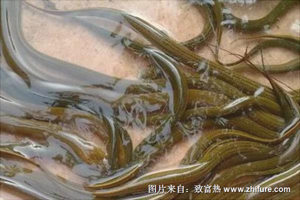 怎样养黄鳝?