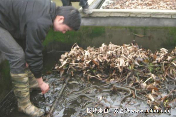 怎样养黄鳝?