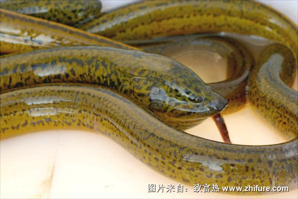 黄鳝怎么杀?
