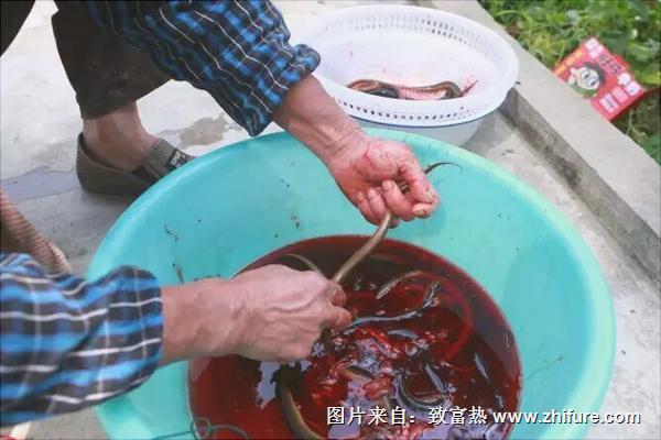 黄鳝怎么杀?