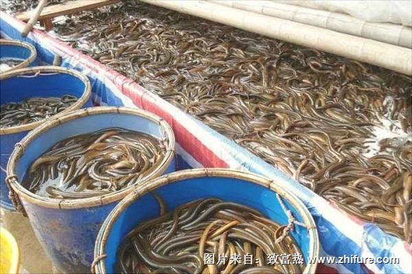 养黄鳝要投资多少钱?