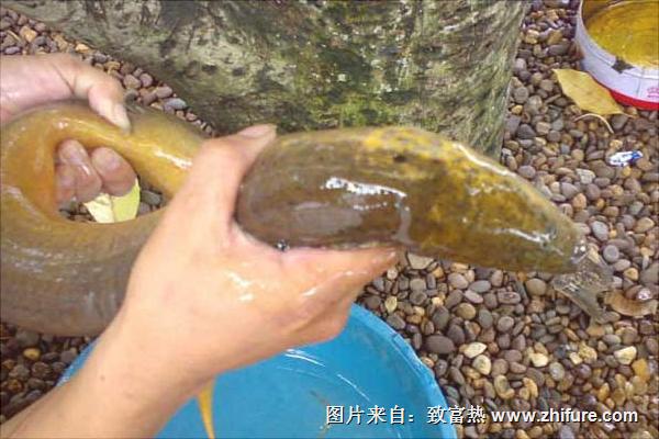 养黄鳝要投资多少钱?