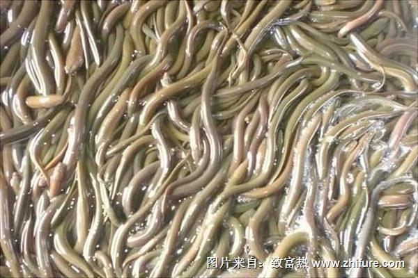 养黄鳝要投资多少钱?