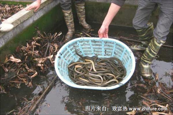 养黄鳝要投资多少钱?